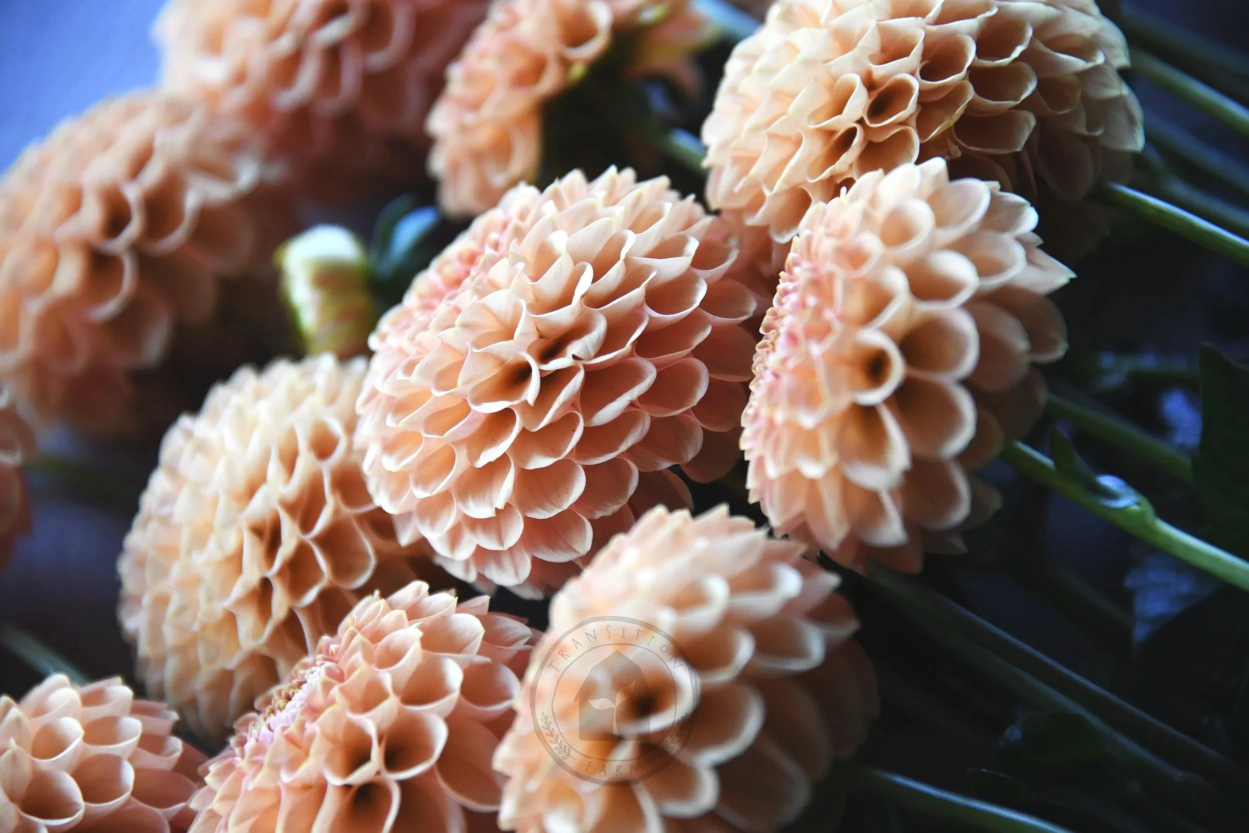 orangepompom7.jpg