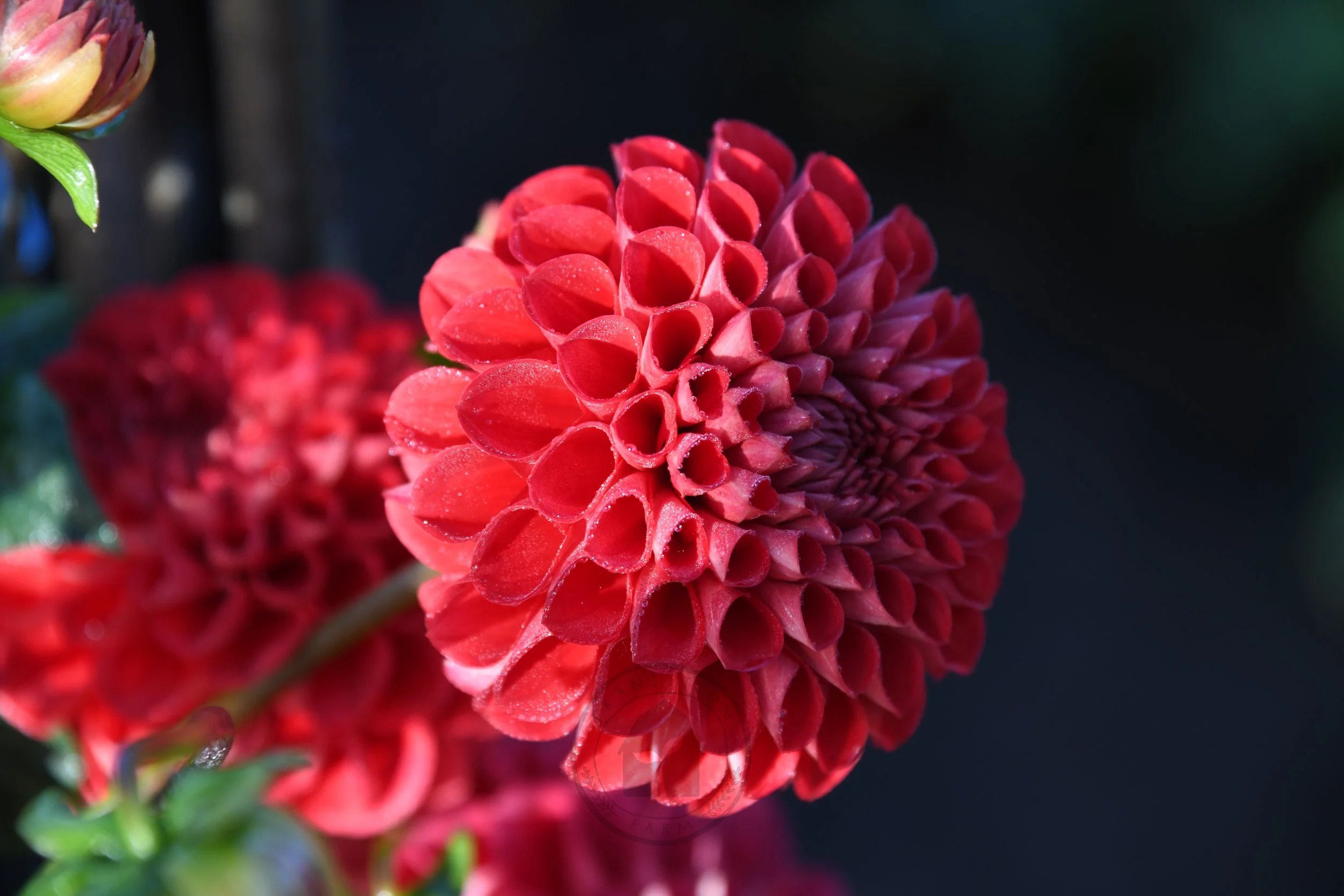 florelieponyo1.jpg