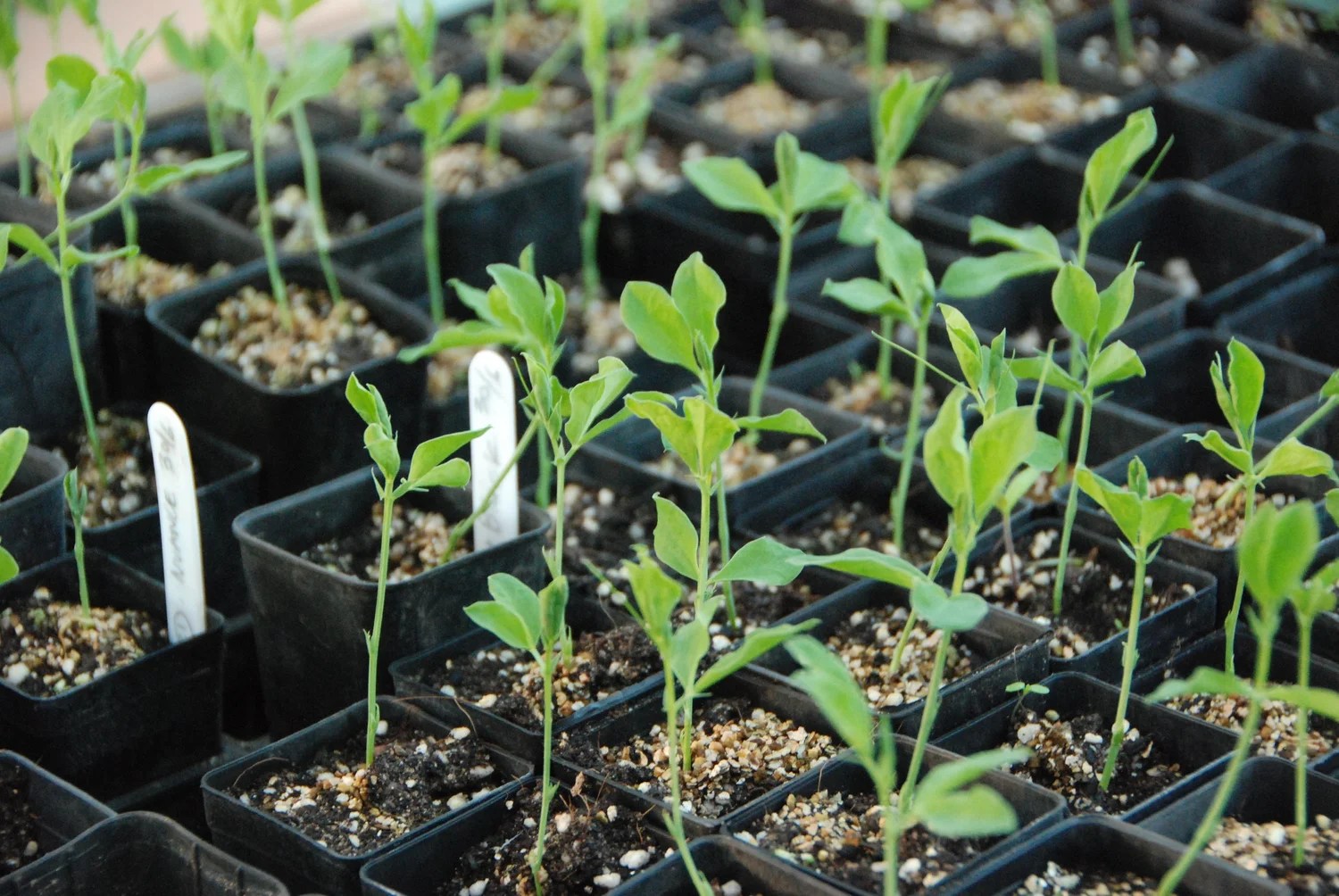Sweet Peas Sowing and Growing — Transition Farm