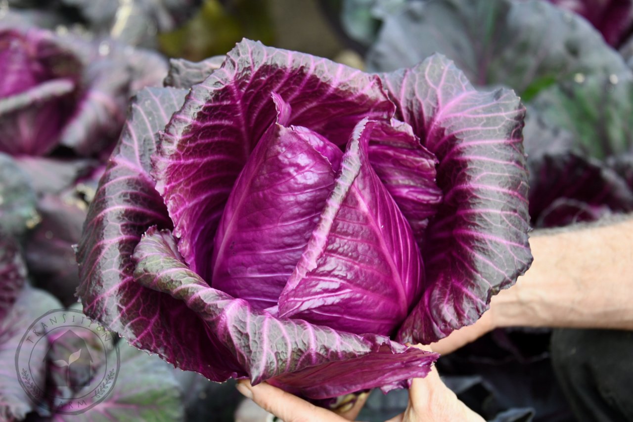 Cabbage 'Kalibos' 