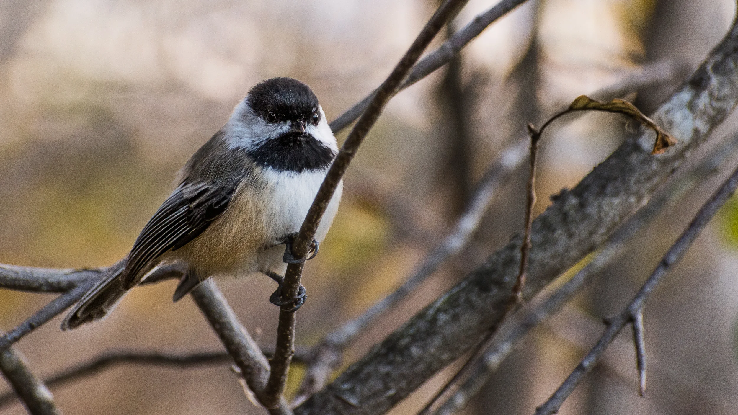 From this shot, I learned 5 things: Carolina Chickadee