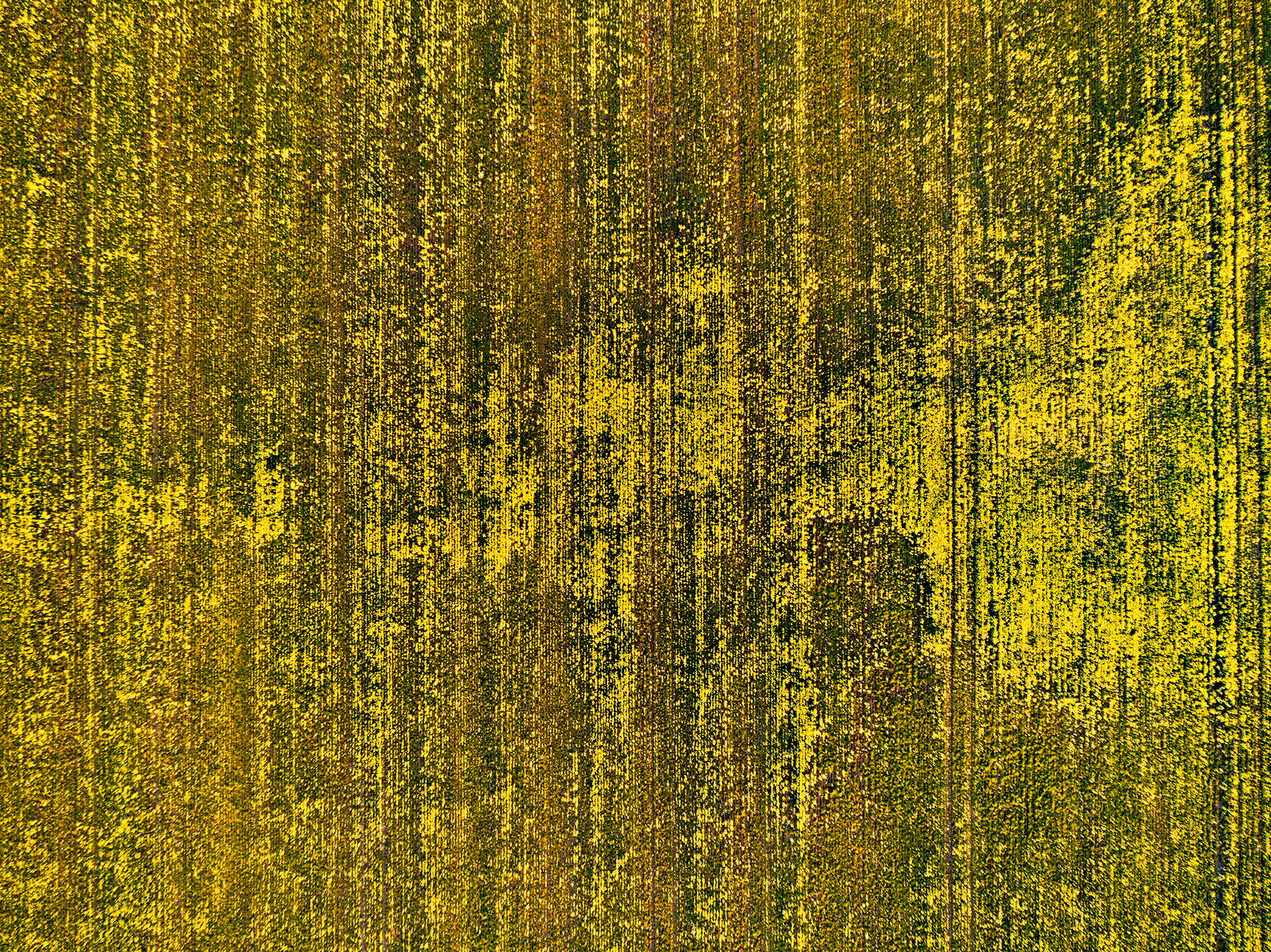 DJI_0536.png