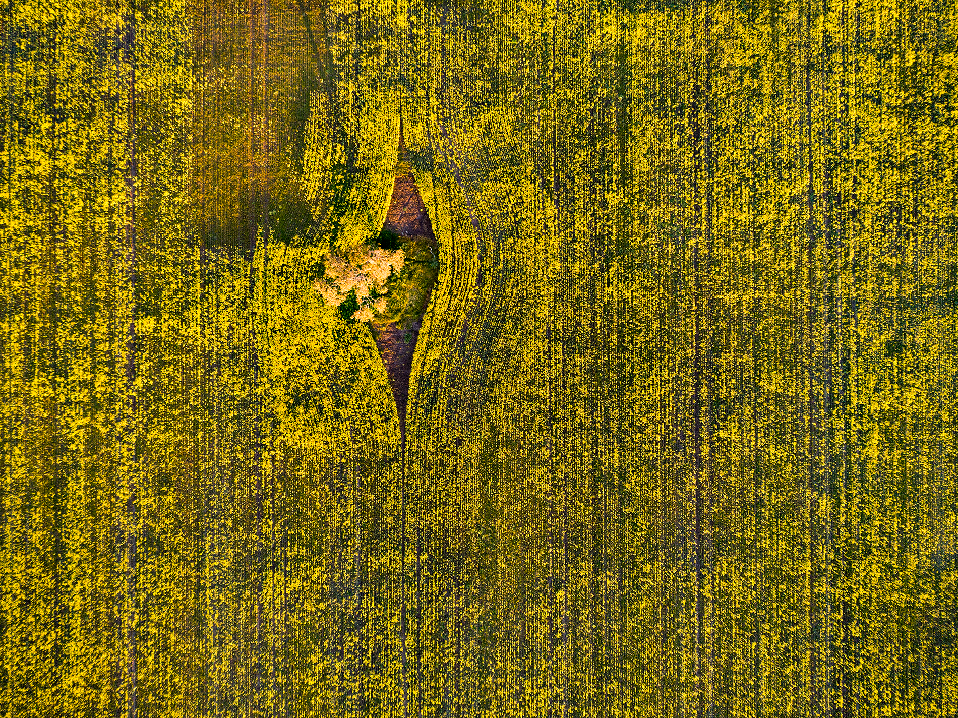 DJI_0537.png