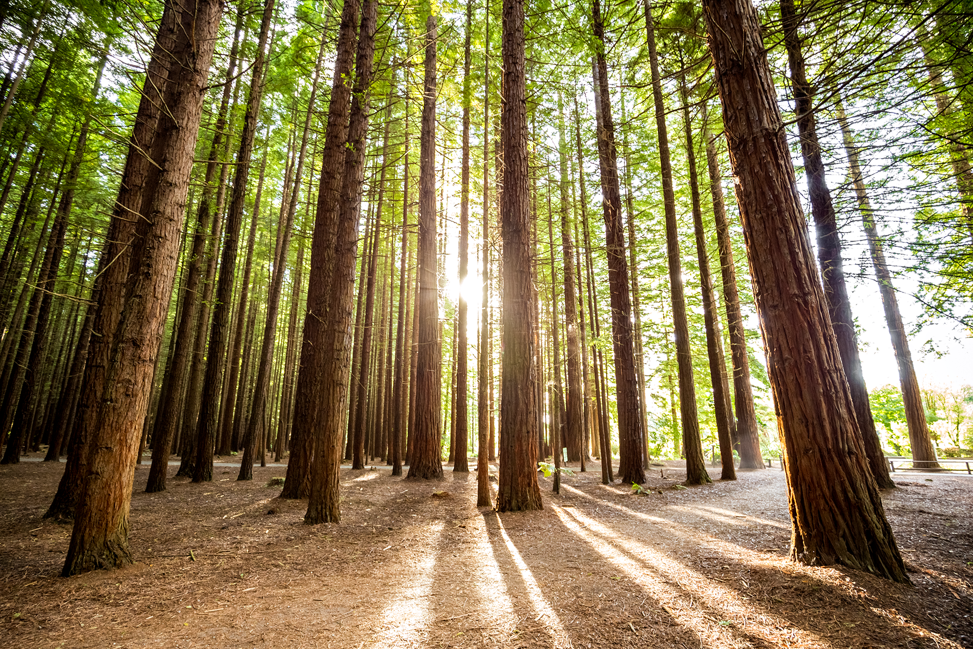Rotorua_Redwoods_1.png