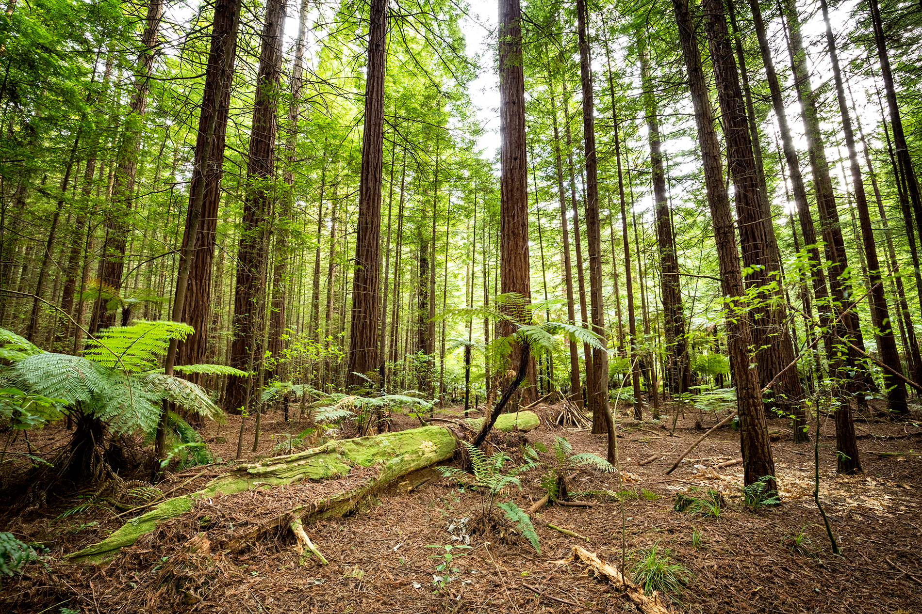 Rotorua_Redwoods_2.png