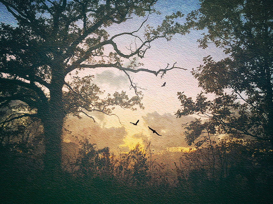 Dawn Flight © Adrian McGarry
