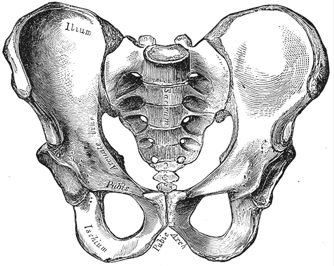 Navigating Pelvic Pain w/ Avi; 2 p.m. 