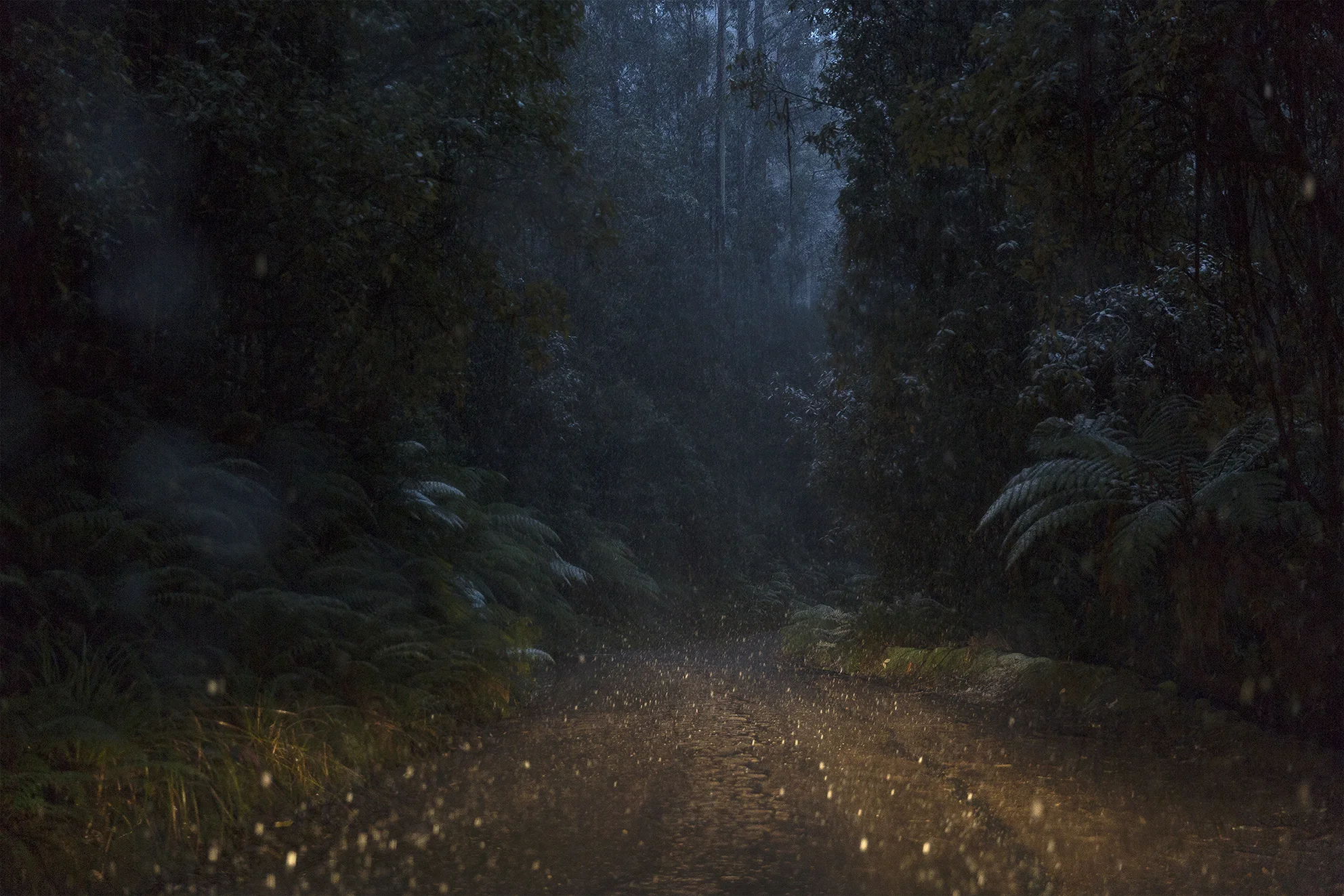   Lucid   Snow and rain illuminated by headlights in the Tasmanian forest. 
