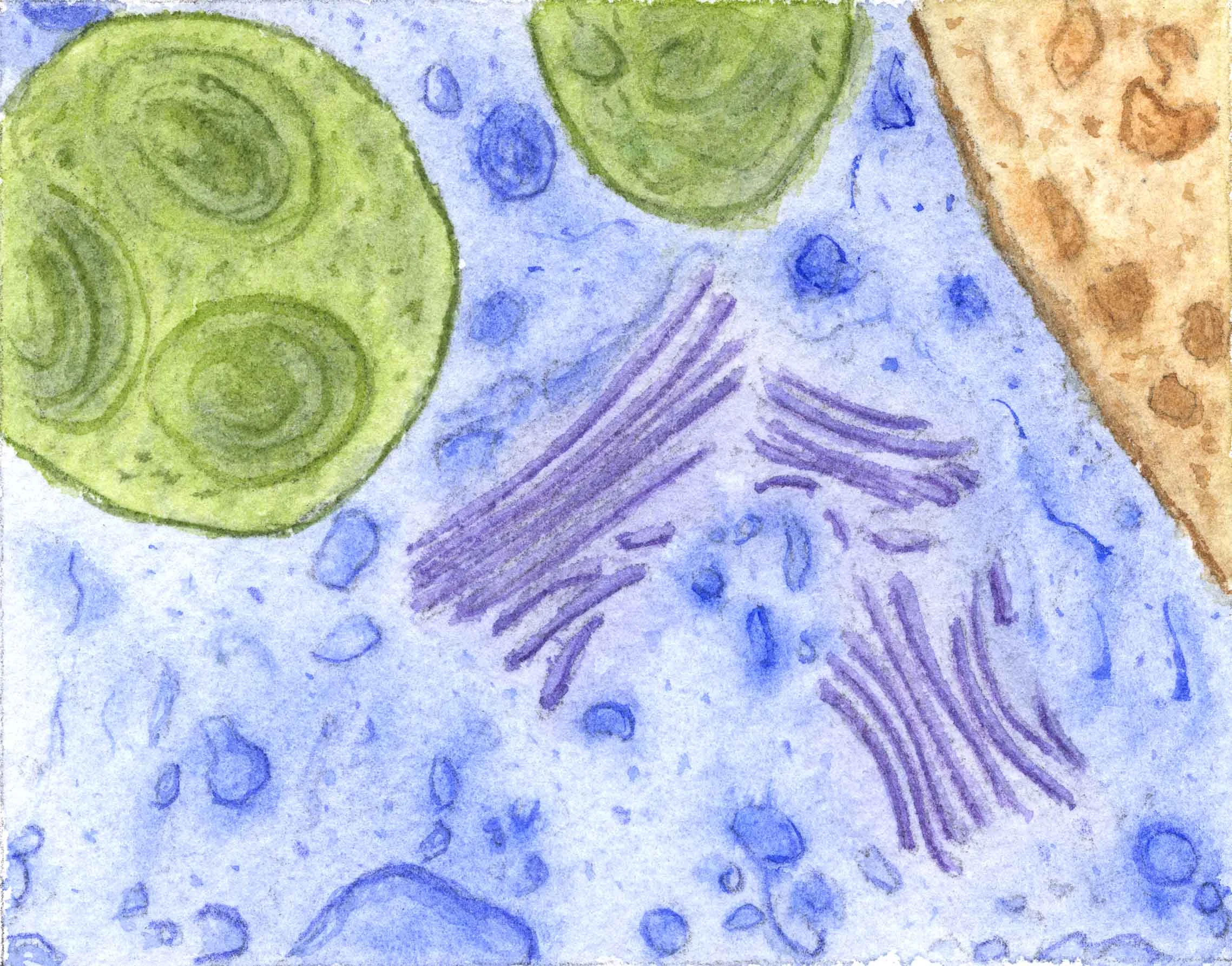 Parts of a cell.