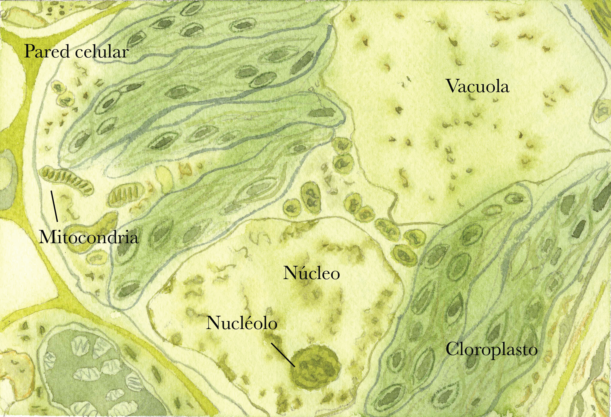 Célula vegetal con nombres.