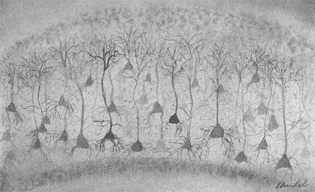 Pyramidal neurons firing