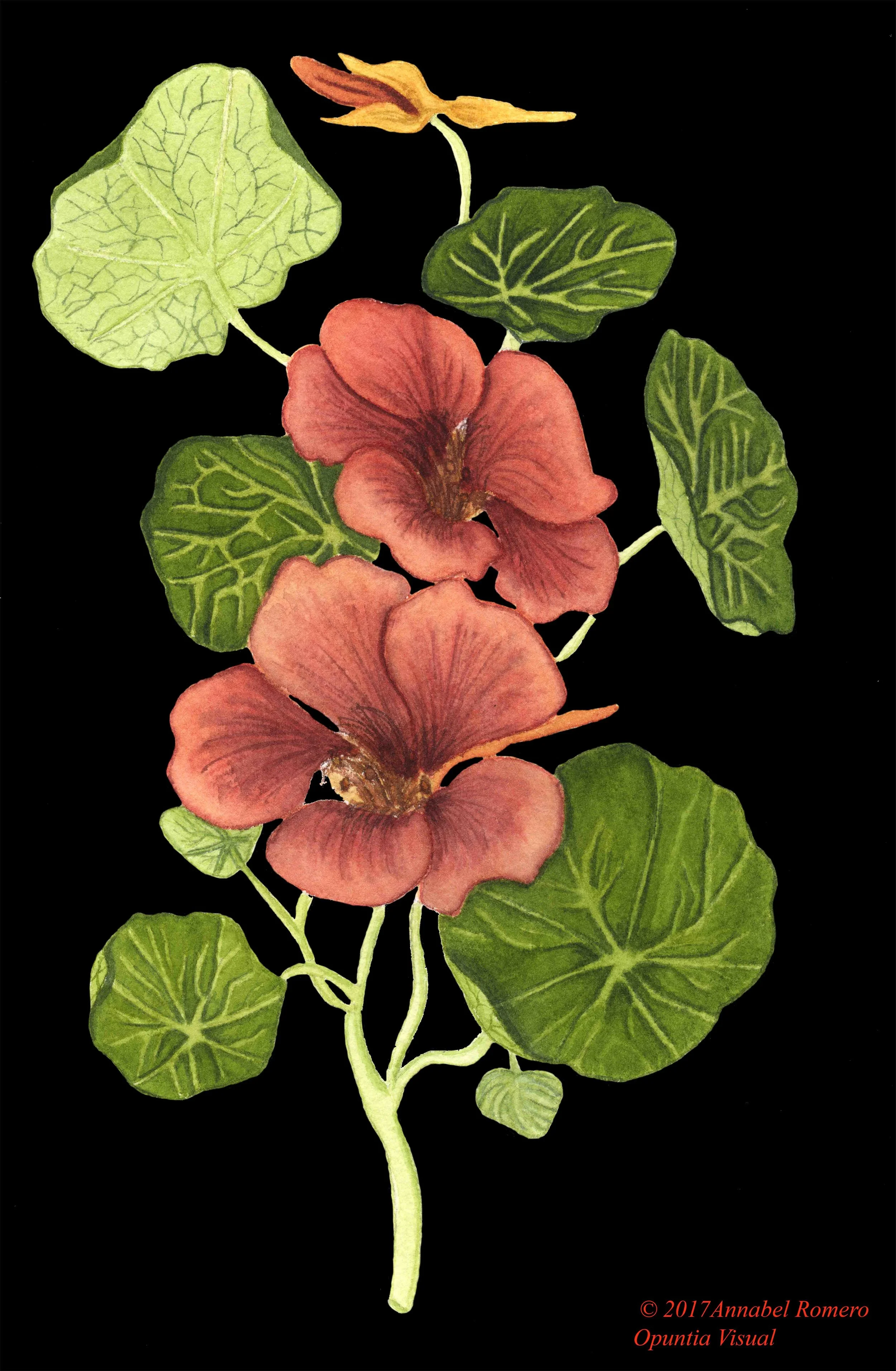 Nasturtium (Flor de capuchina): Tropaeolum majus 