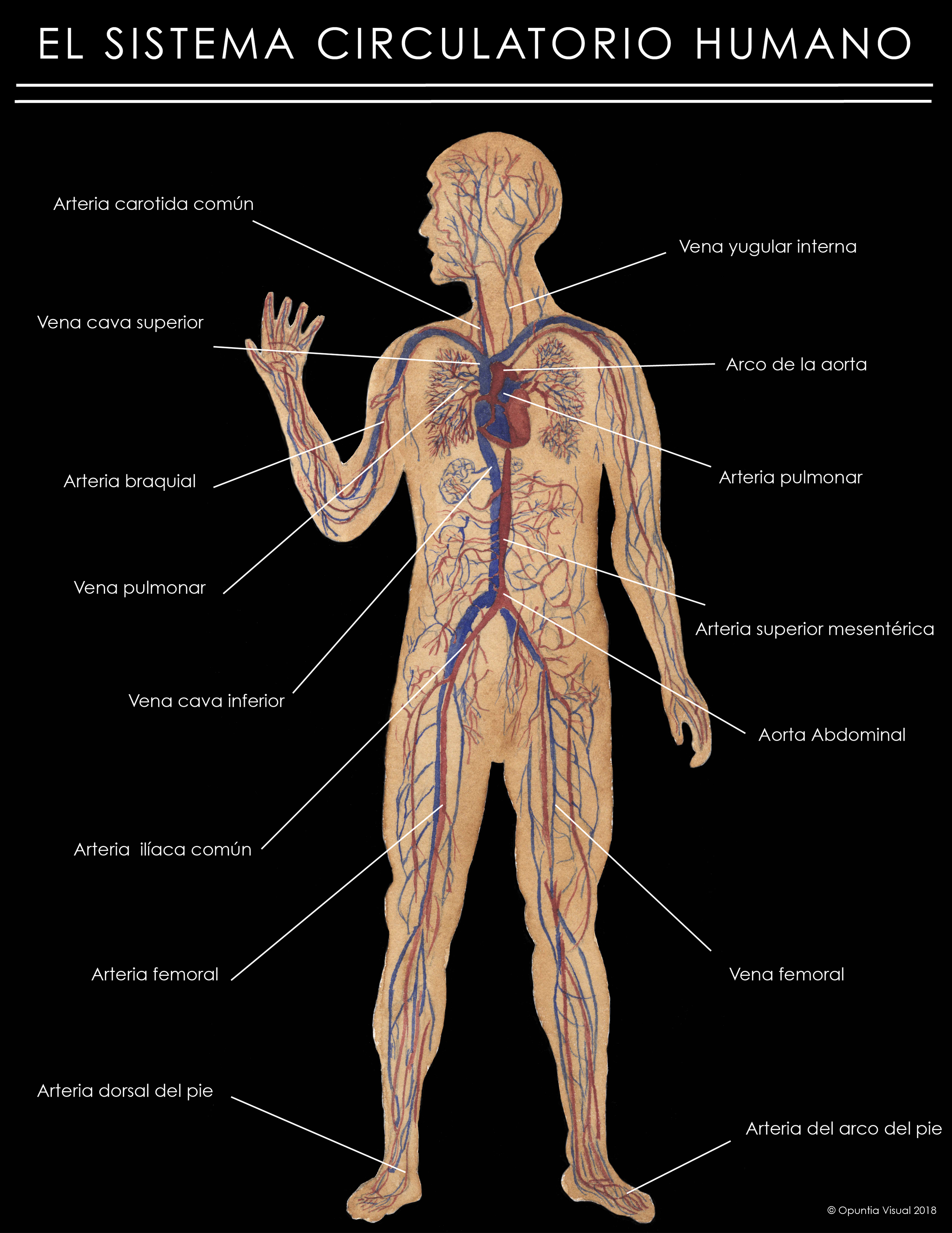 El sistema circulatorio humano