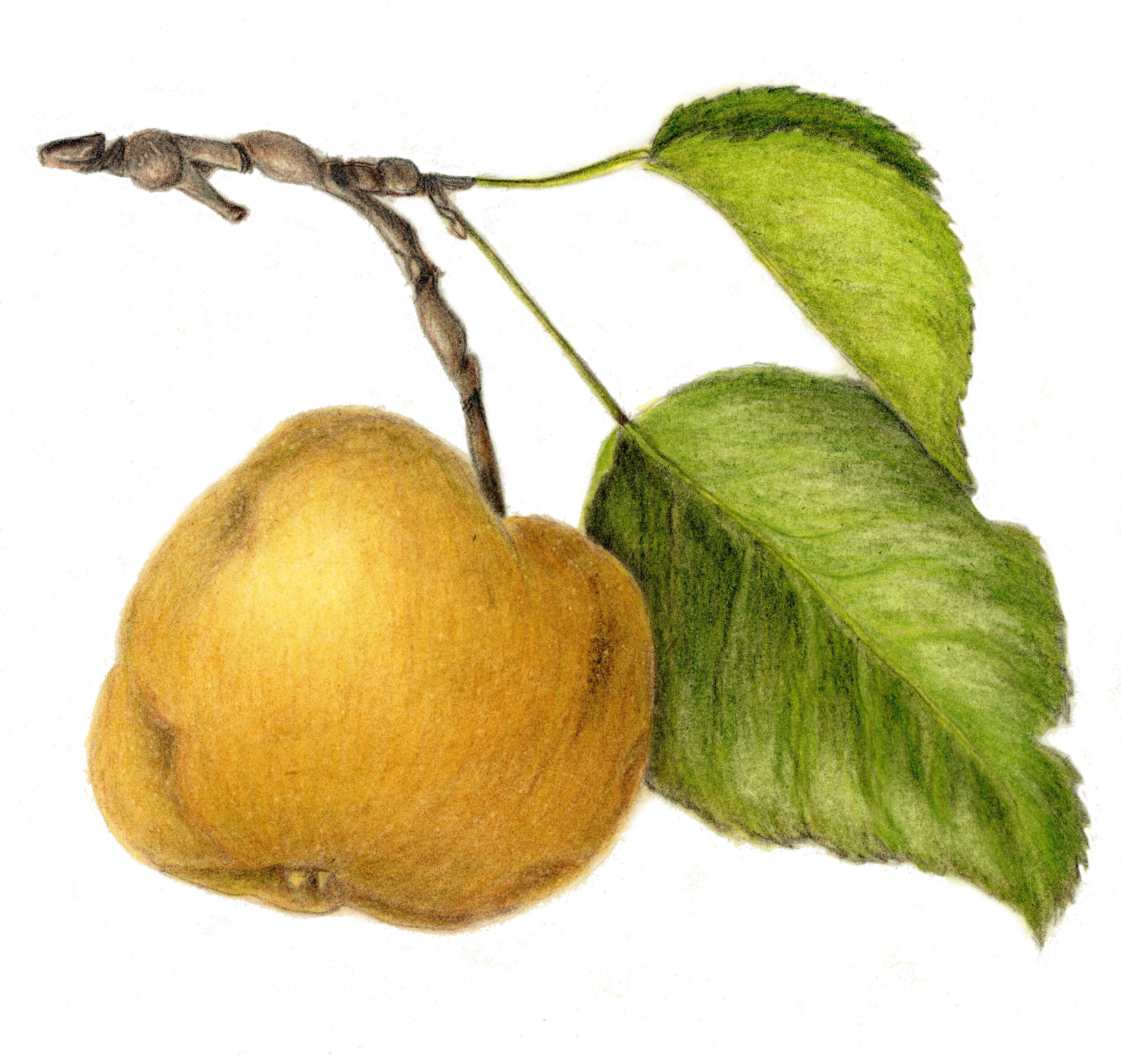 Pear - Pyrus pyrifolia