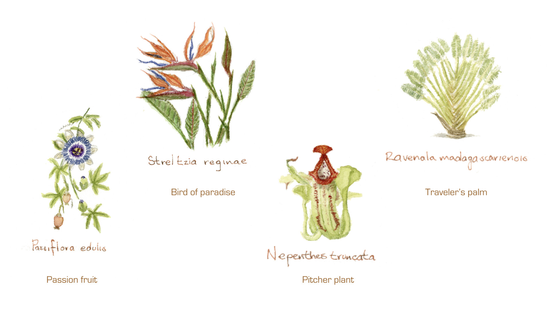 Exotic plants