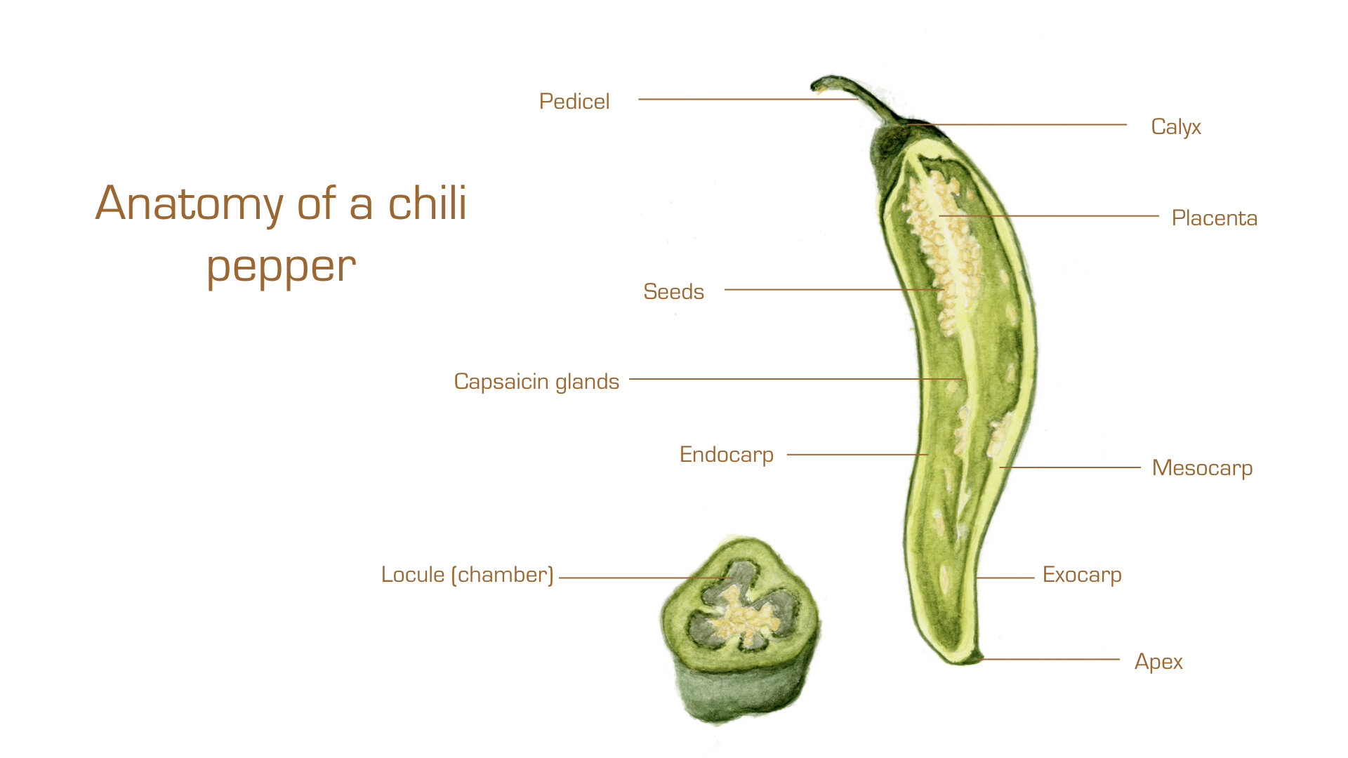 Anatomy of a chili pepper