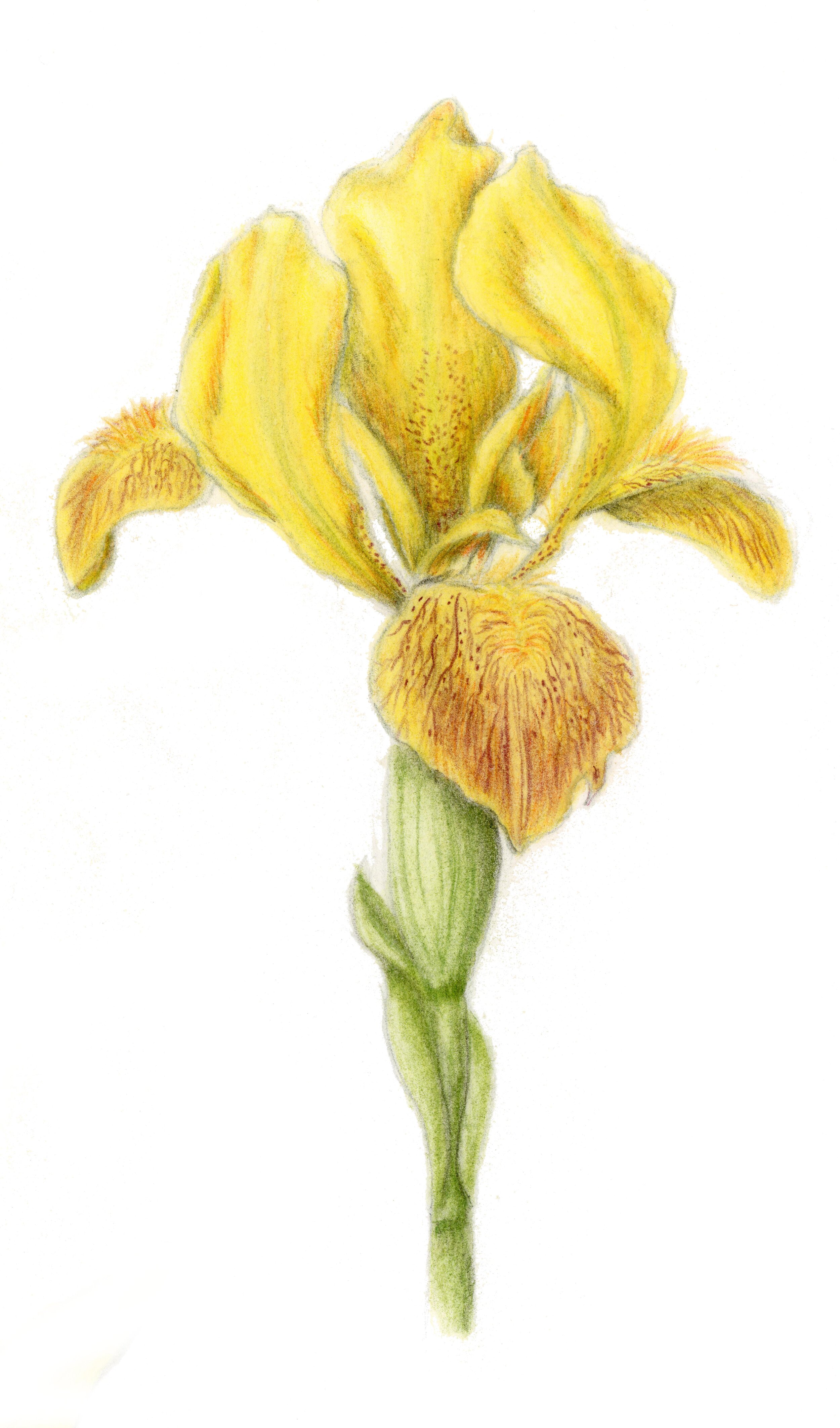 Iris  - Iris variegata
