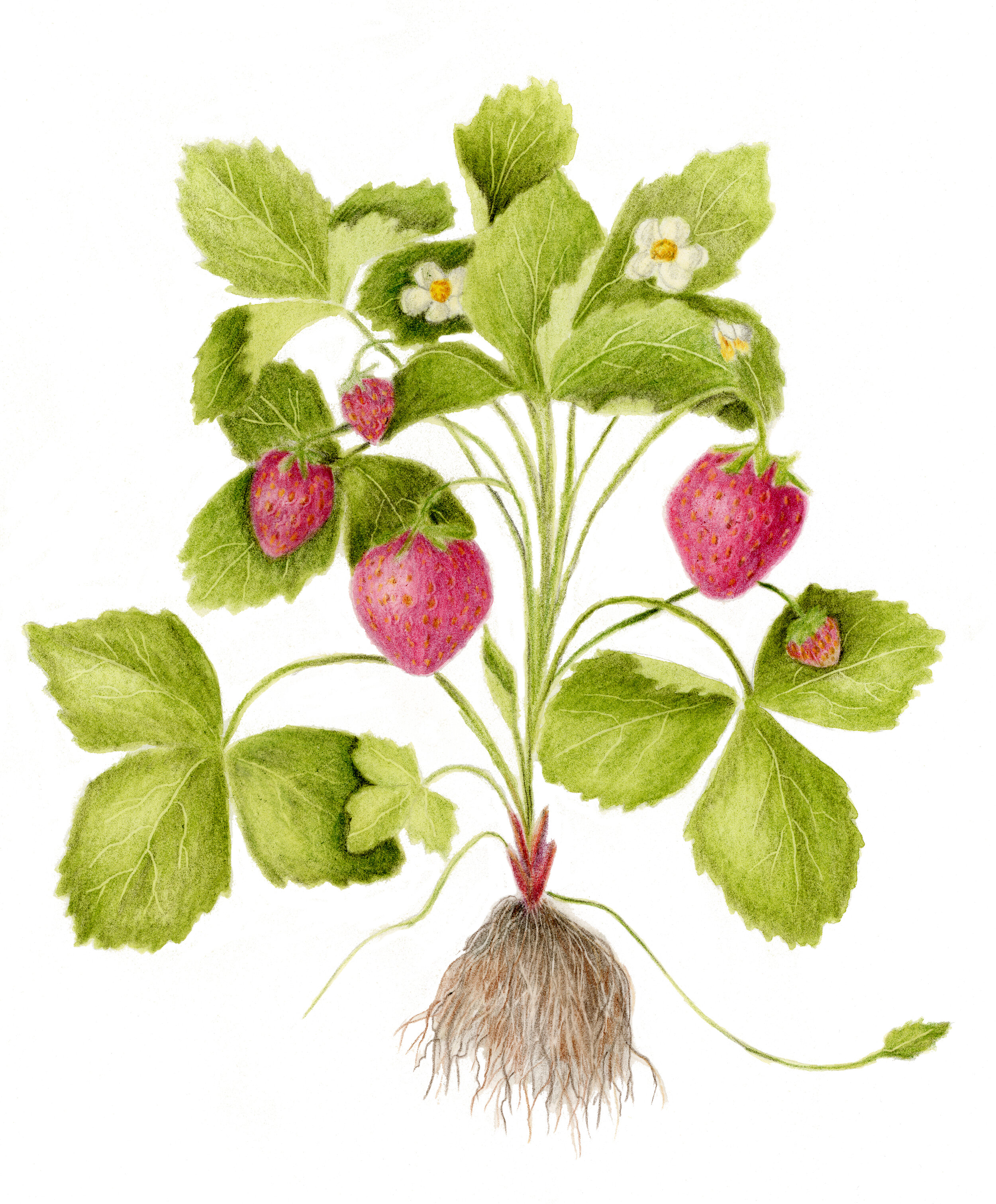 Strawberry  - Fragaria × ananassa
