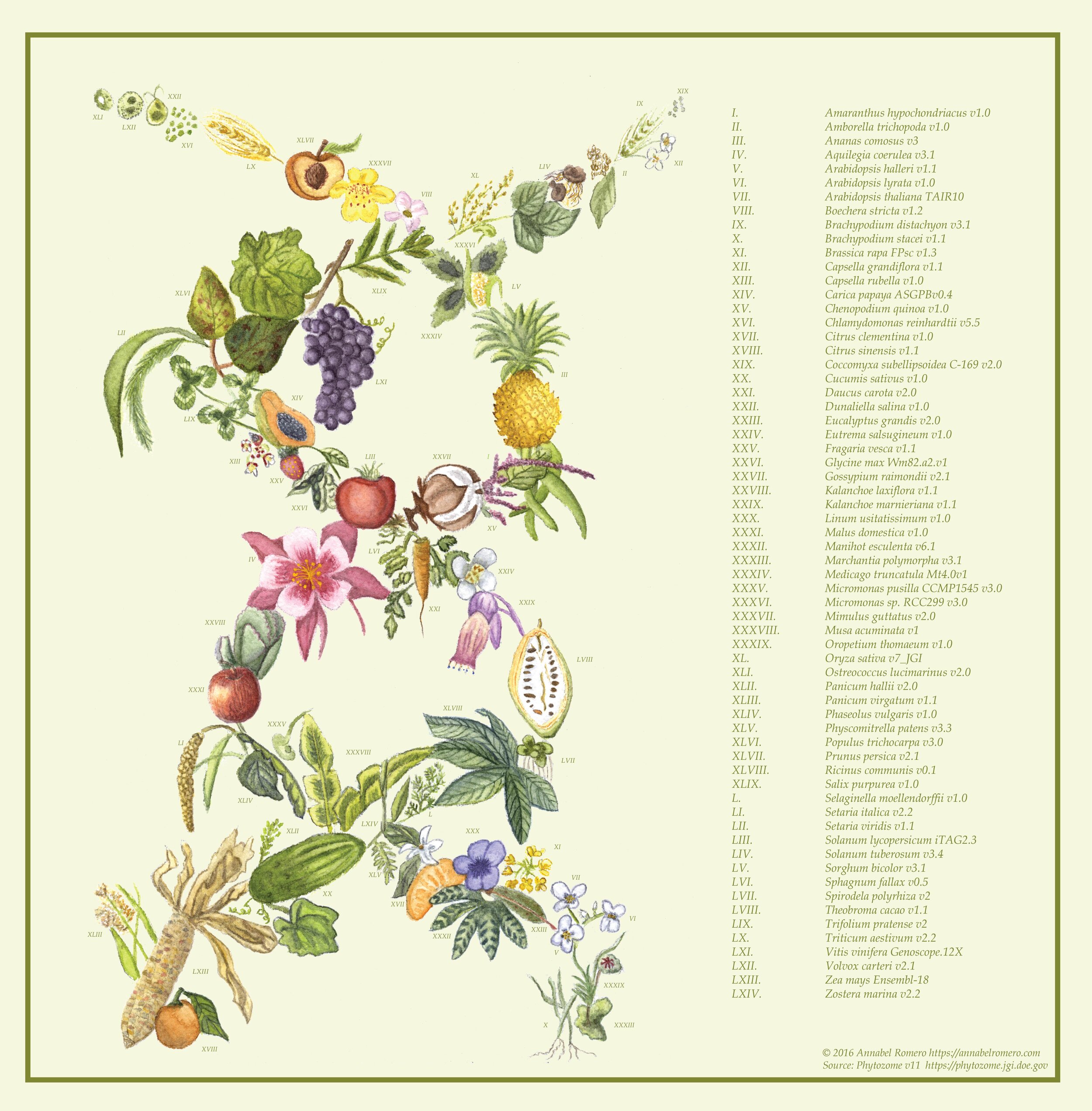 Plant genomes: Phytozome v 11