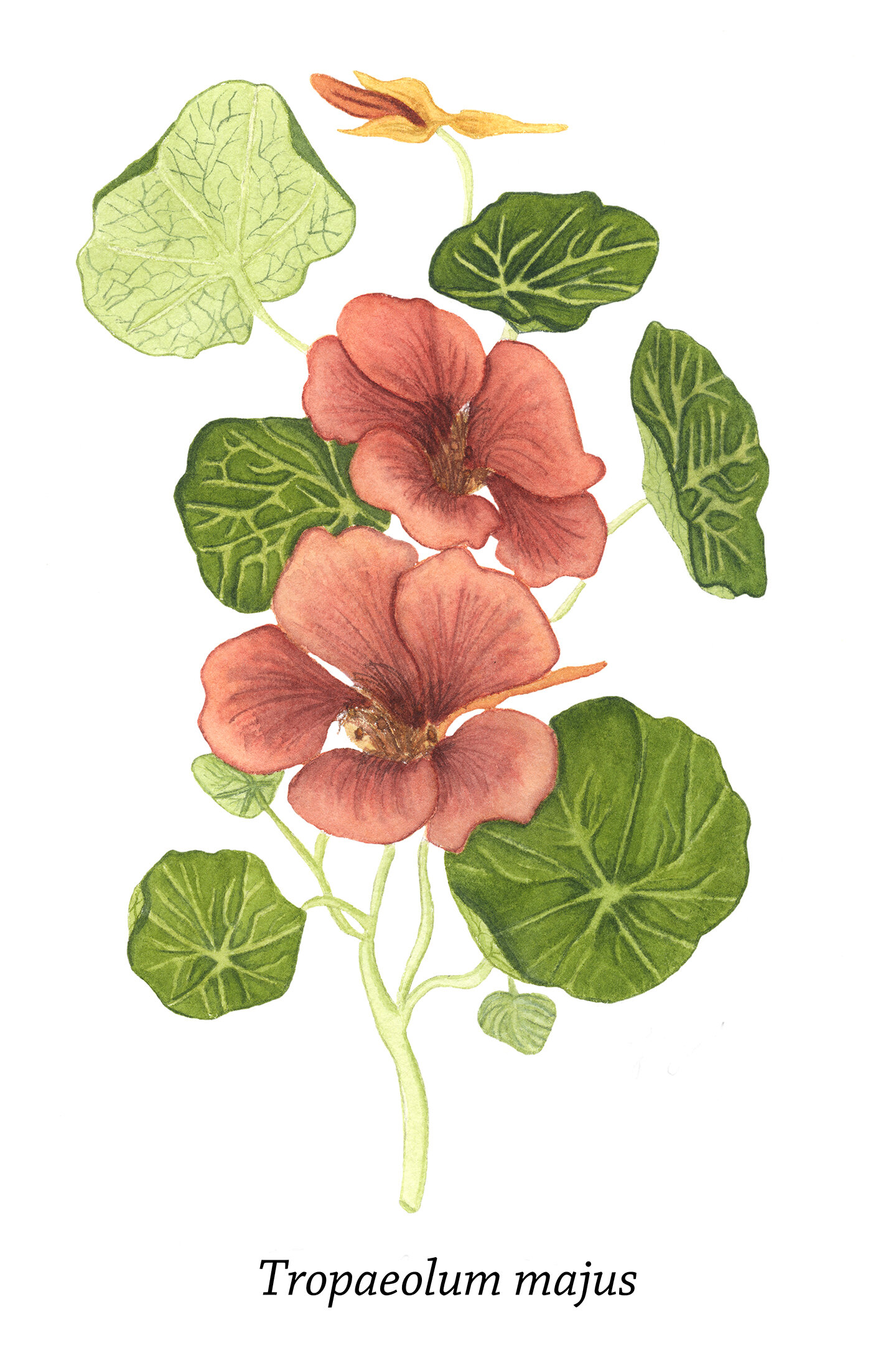 Narsturtium - Tropaeolum majus