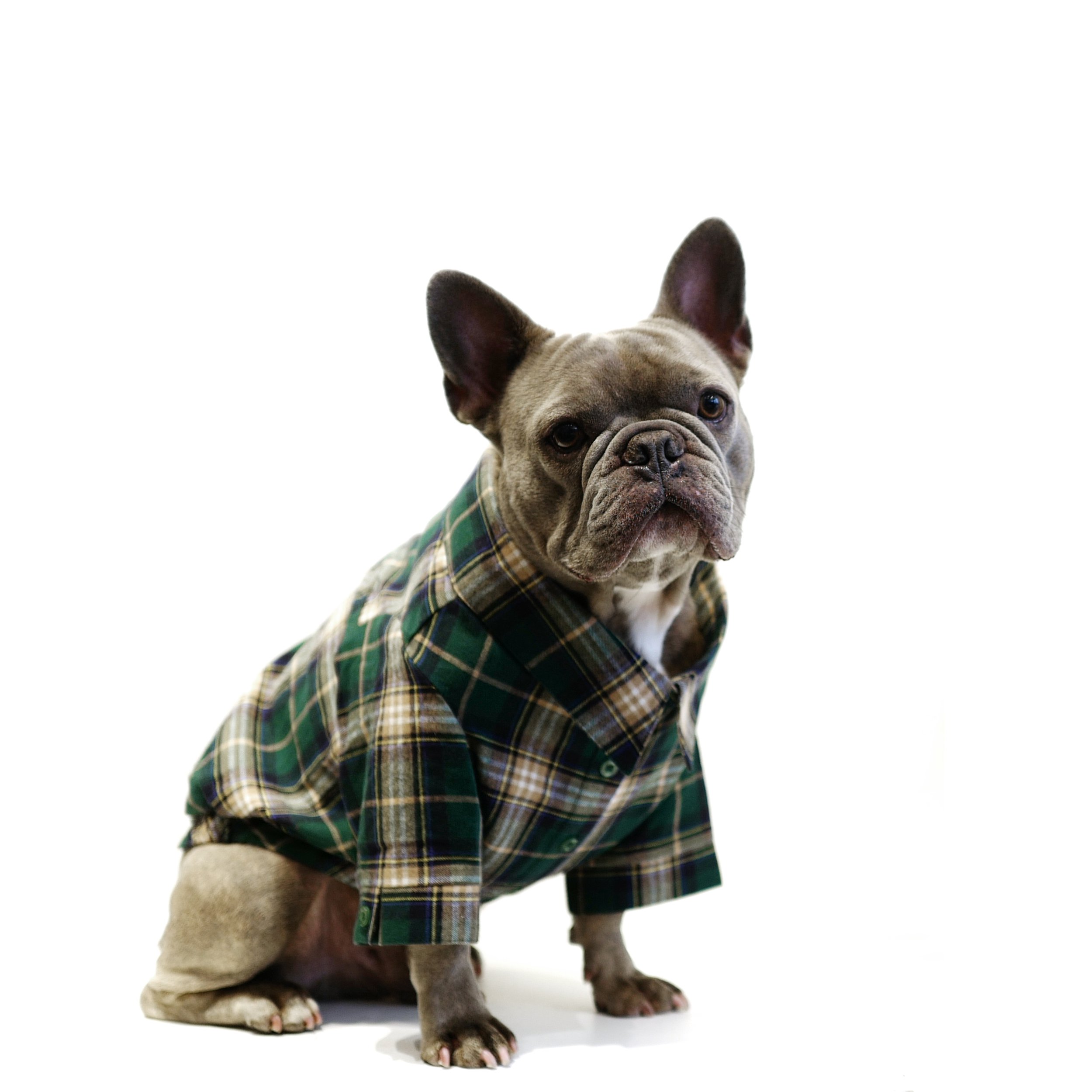 Dog's Shirt Bentley