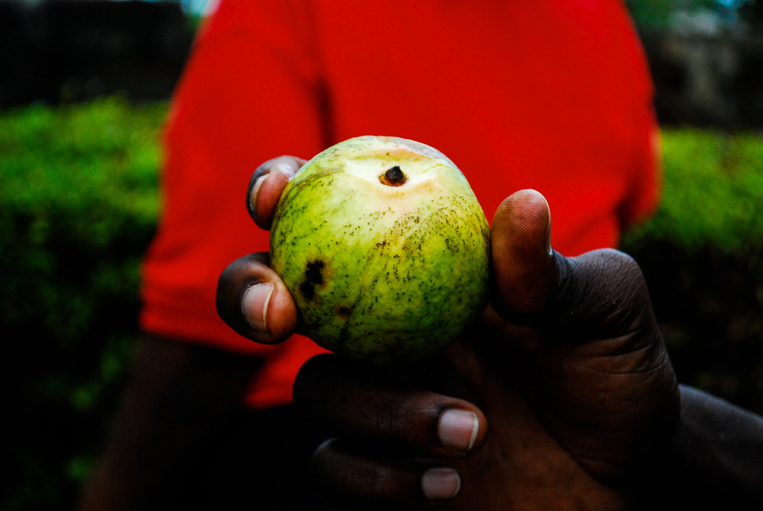 A person holding a slightly bruised green apple with some dark spots in Mbale, Uganda.