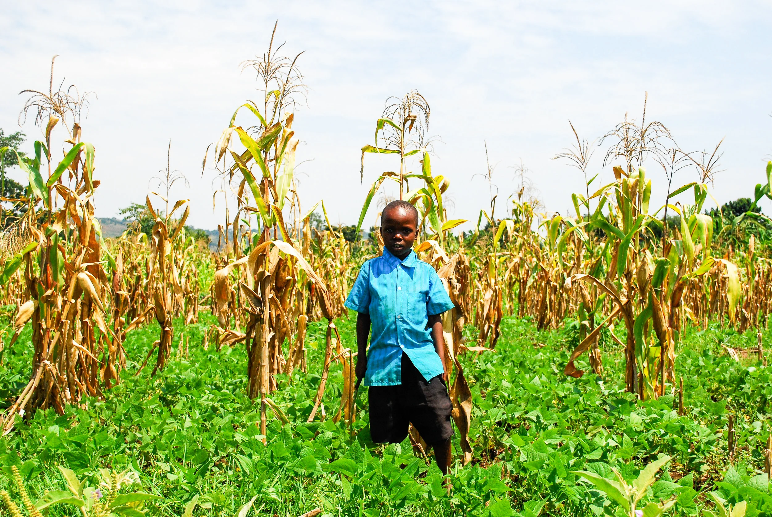 A young boy in a blue shirt standing in a field of tall, dried corn plants and green ground cover under a bright sky.