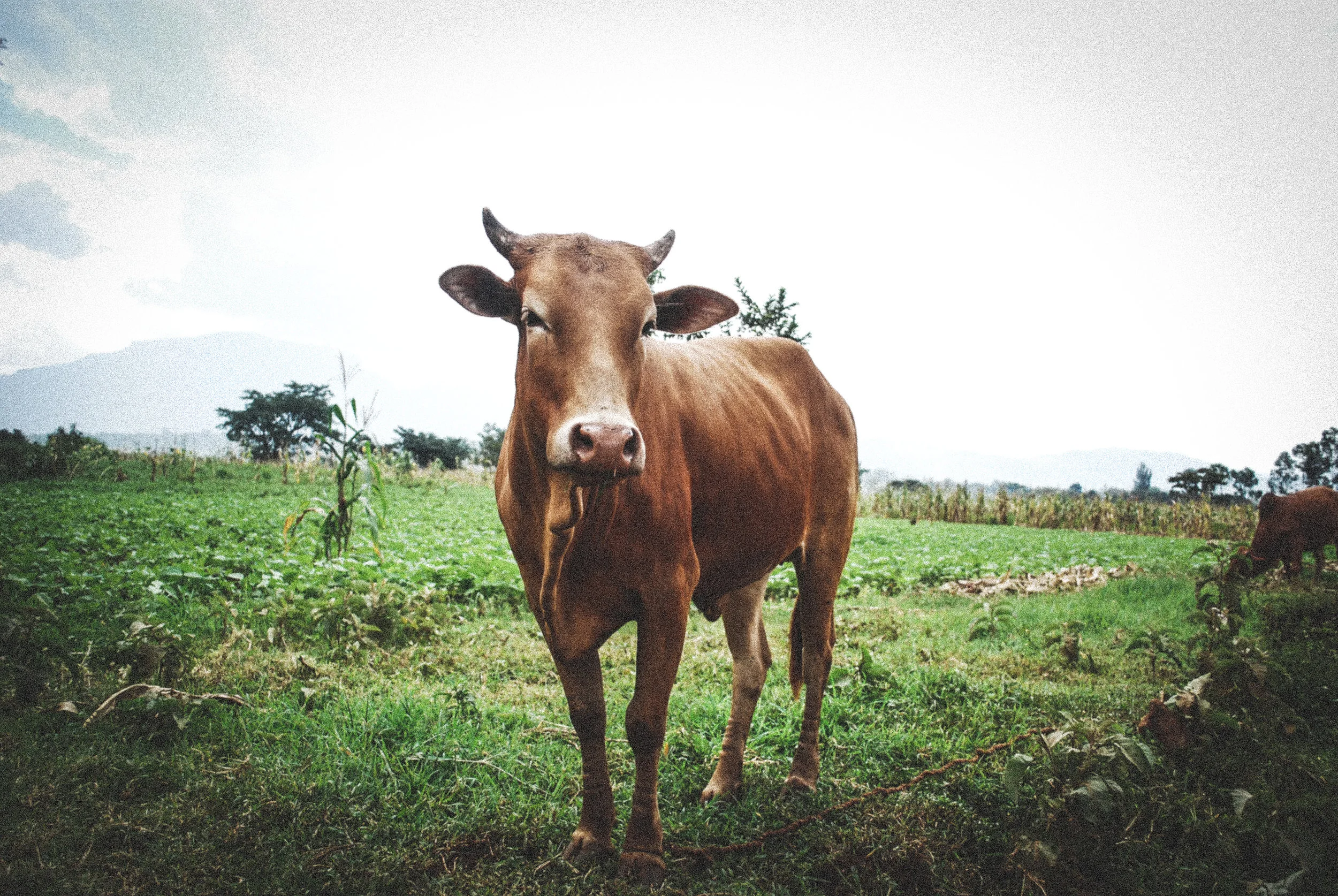 A brown cow standing in a green field with trees and mountains in the background in Uganda.