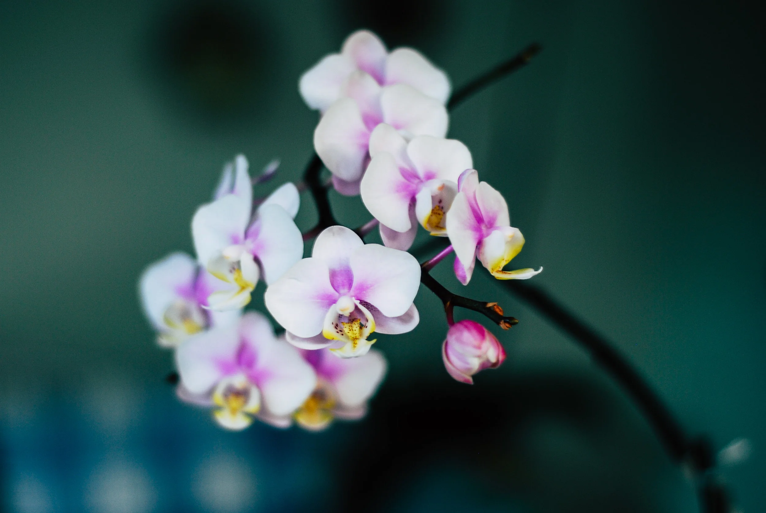Close-up of a cluster of white and pink orchids with yellow accents on a dark background.