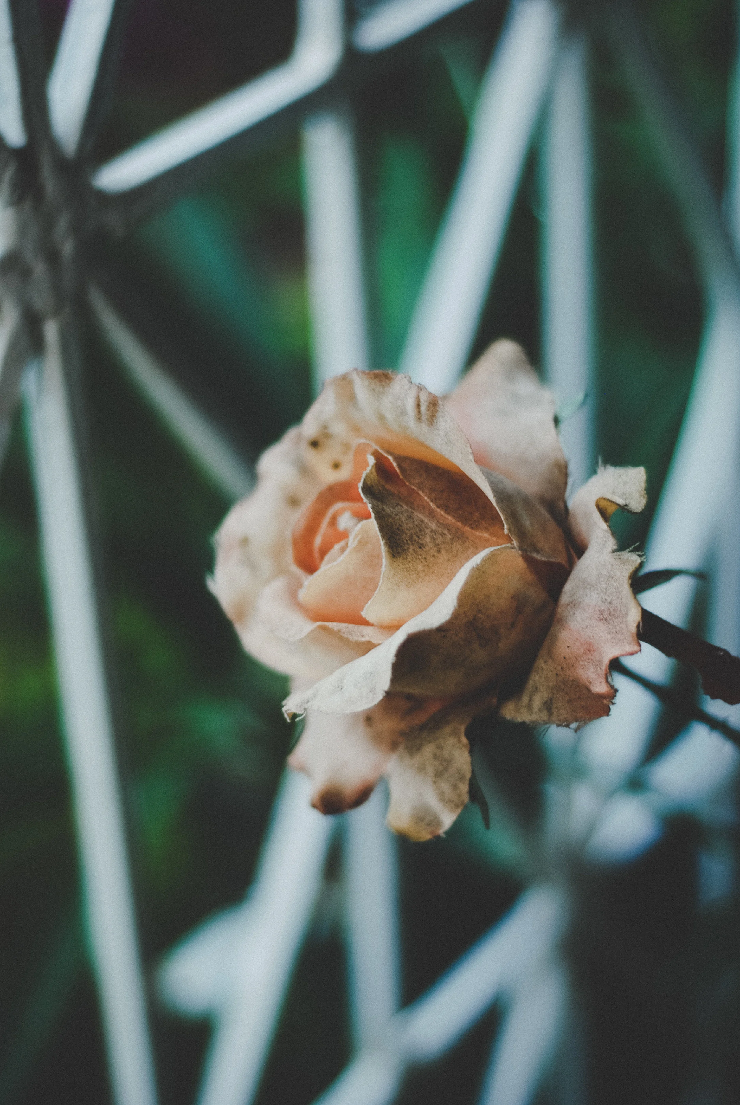 A wilted, dried peach-colored rose flower with brown and beige petals, set against a background of gray metal bars and green foliage.