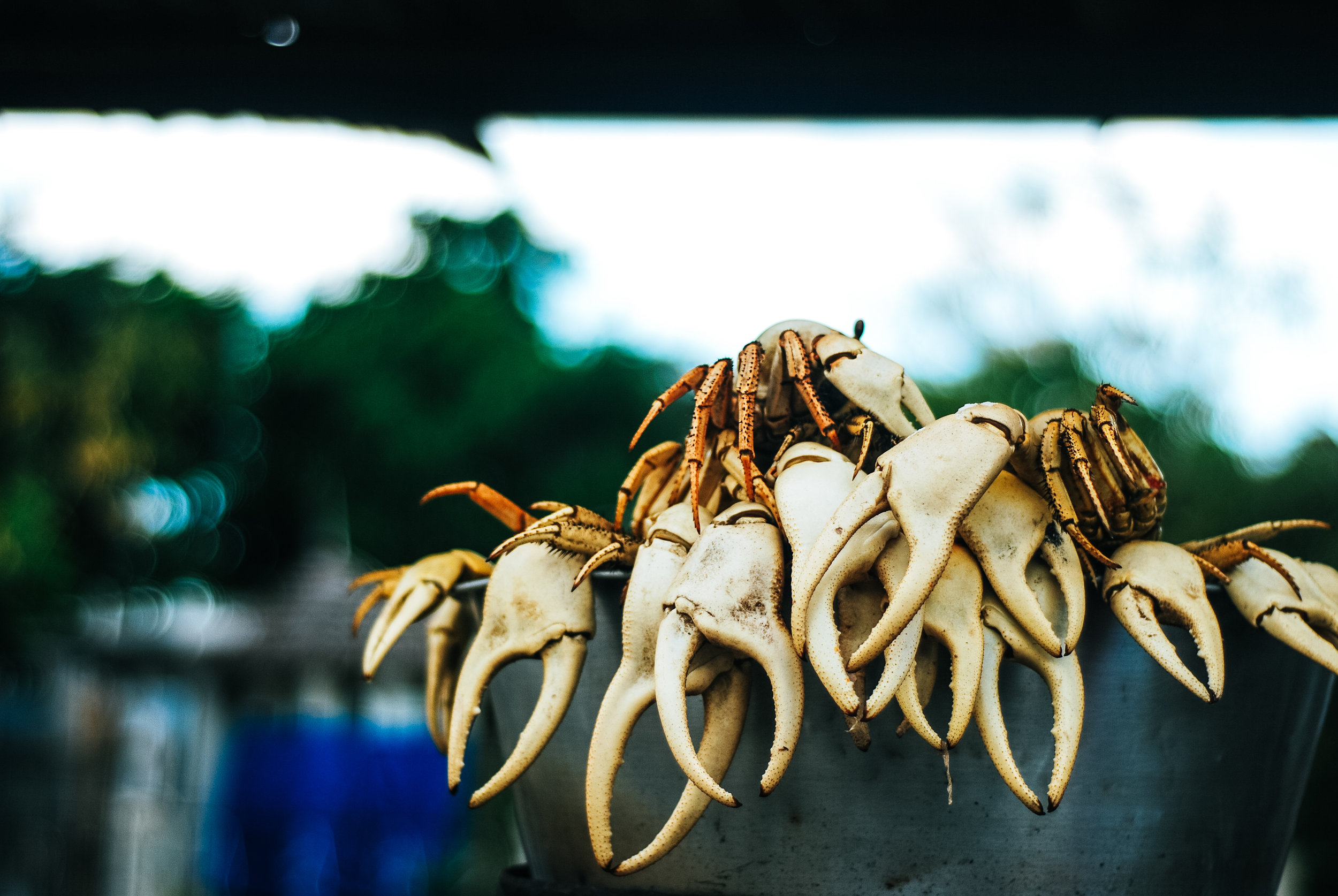A pile of crab claws on a metal surface outdoors with a blurred green and blue background.