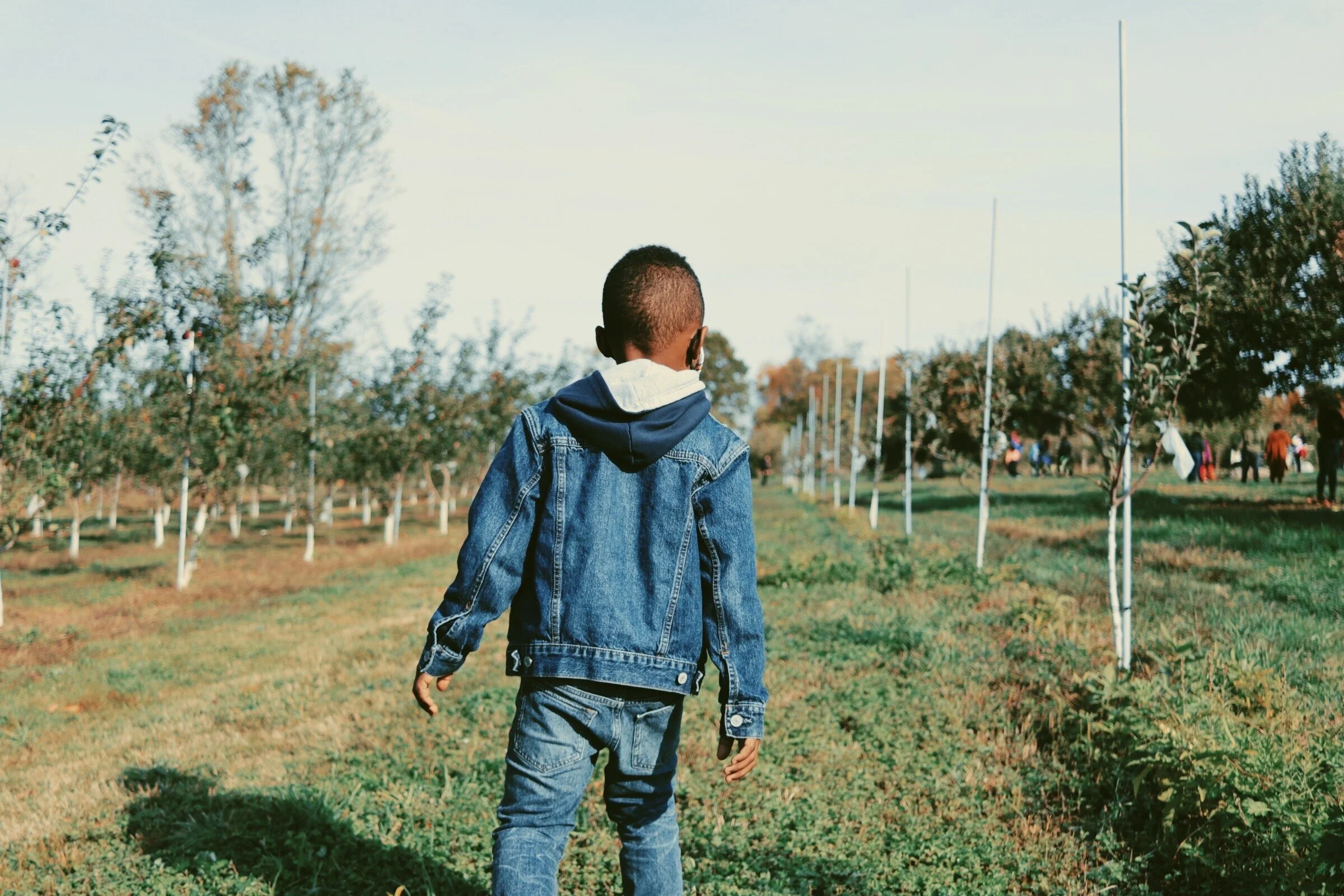 A boy walking through an orchard with rows of young trees, some with white painted trunks, on a sunny day.