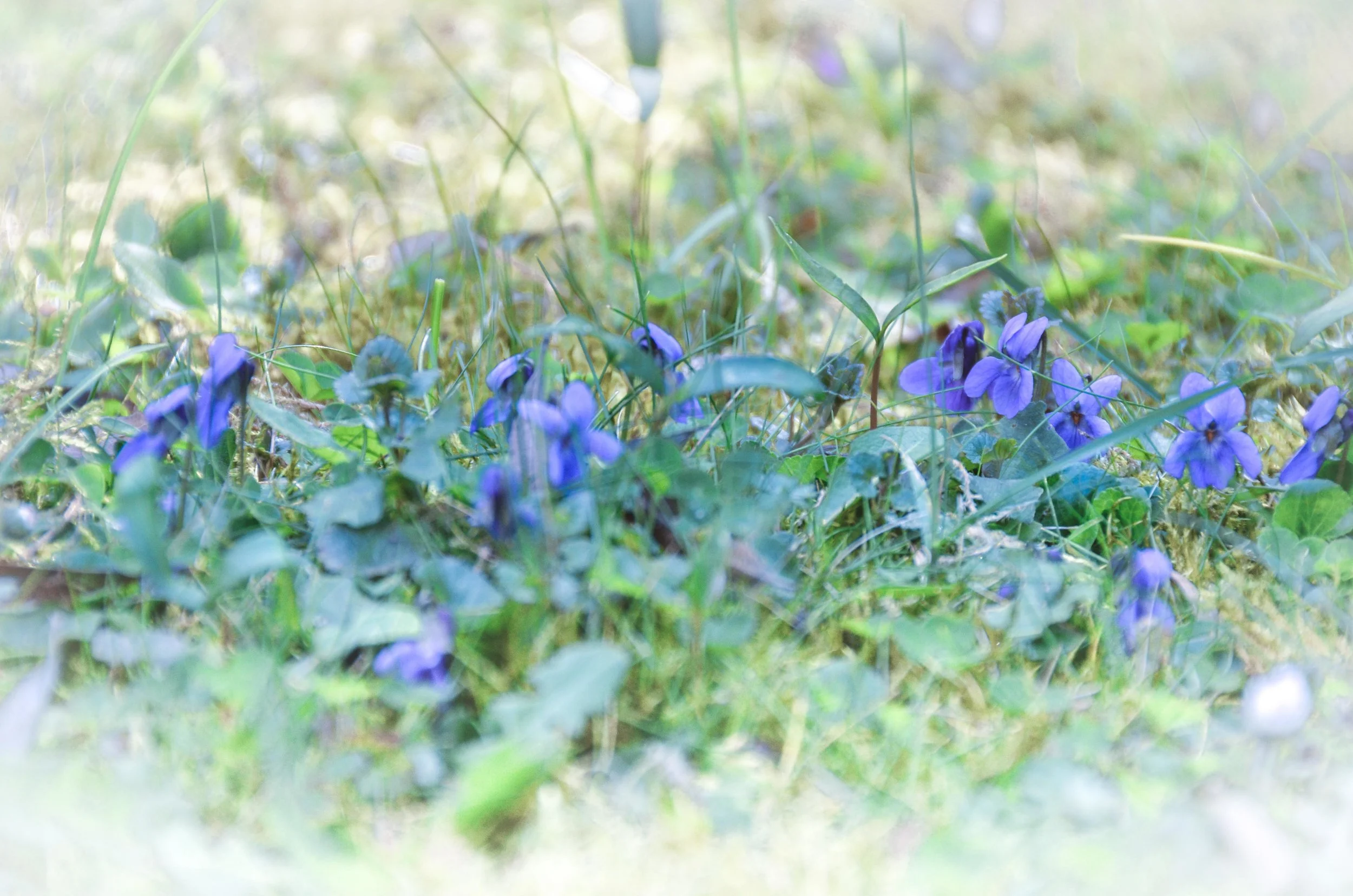 CopyRight Marie-Elisabeth Gaudefroy