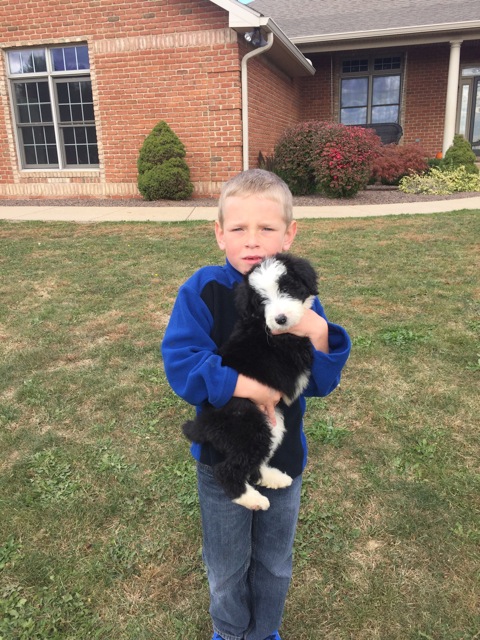 boys love bernedoodles