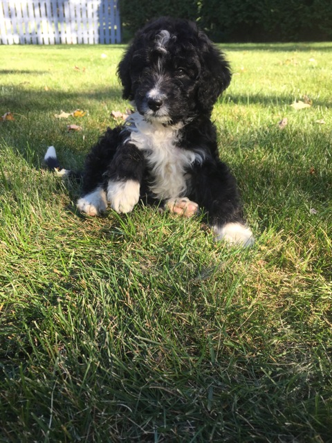 bernedoodle puppy