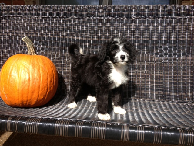 bernedoodle pup