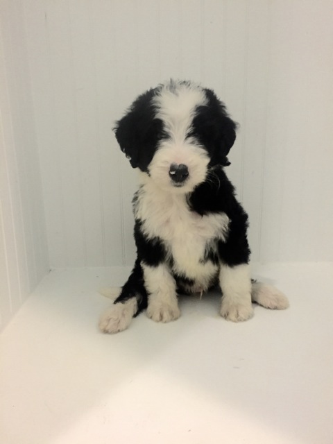 bernedoodle puppy (Copy)