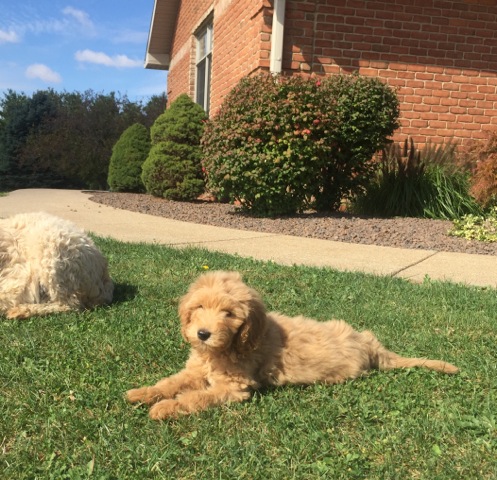 goldendoodle puppy