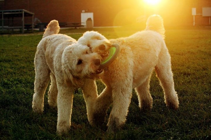 "Ellie and Howie" --Lafayette, IN