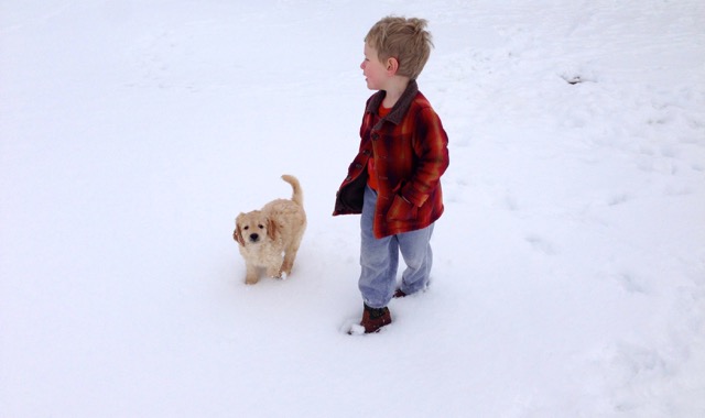 goldendoodle