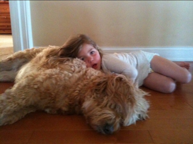f1 goldendoodle molly