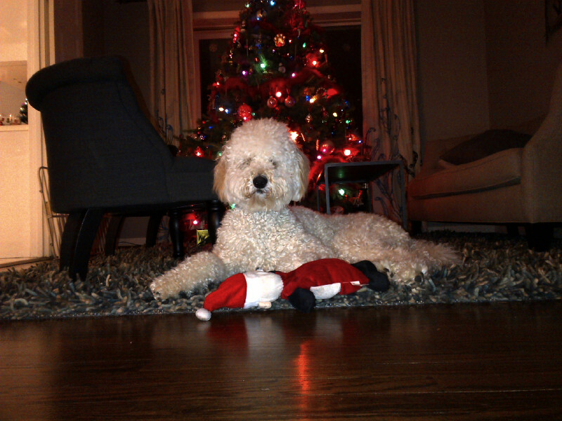 "We purchased our medium F1b goldendoodle, Thurman from you last Dec. He is a great dog! We love him. He is very smart and quite a character!"-- Rob E.--