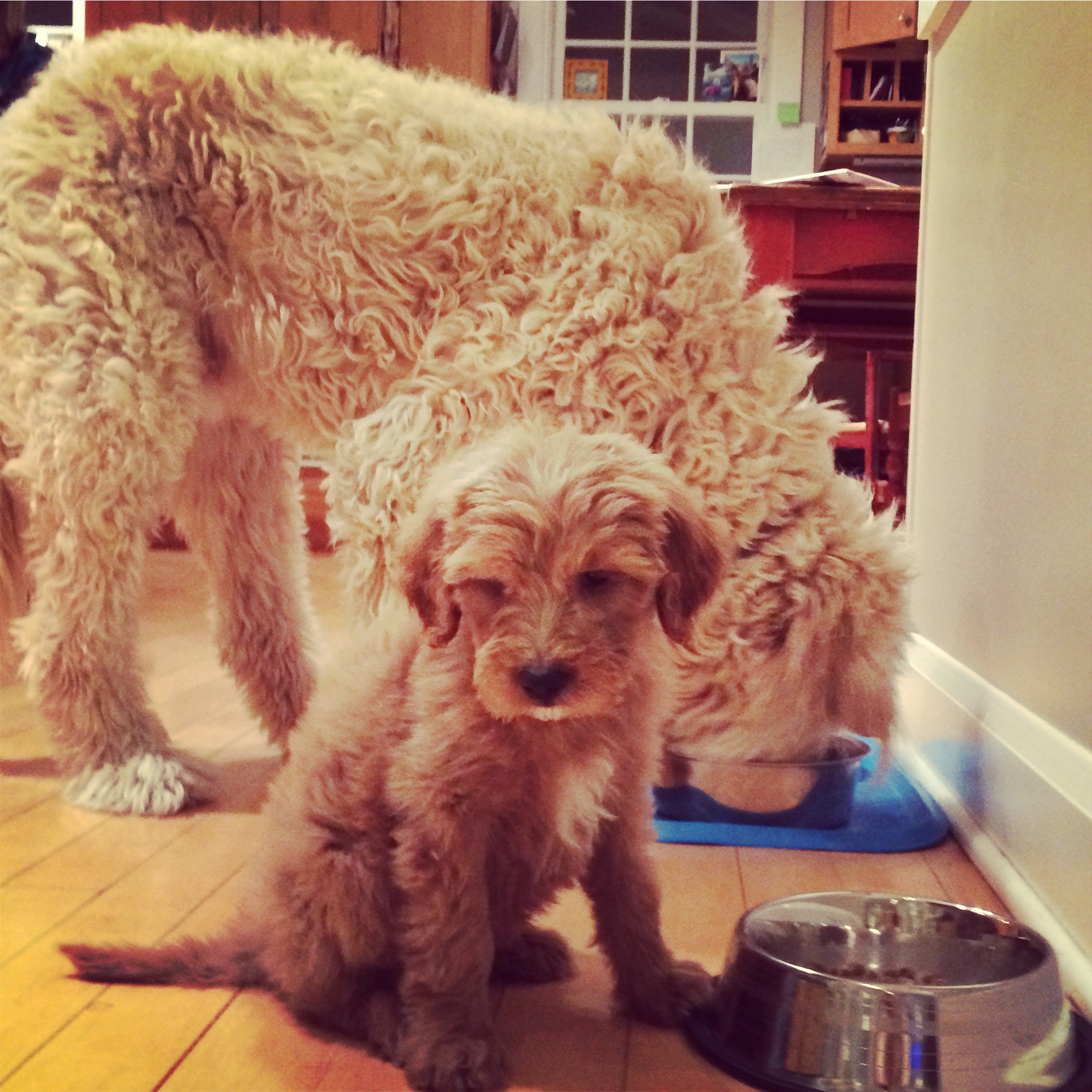 "The pup is doing great and get along so well with his older brother! Thanks for everything!"