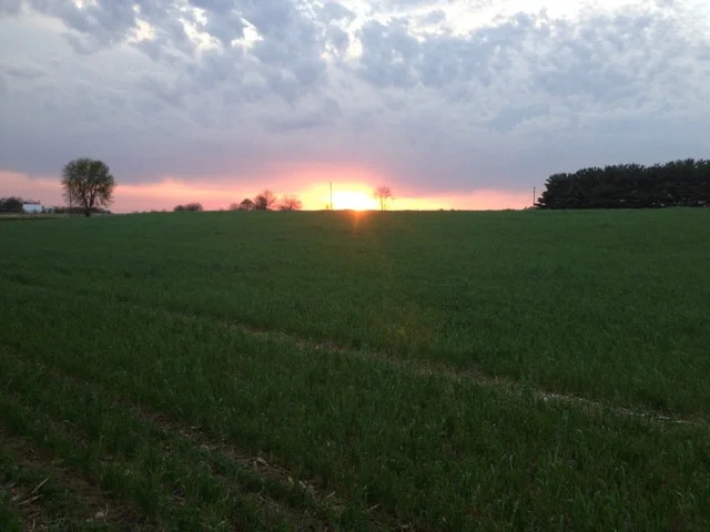 fieldsunset.jpeg