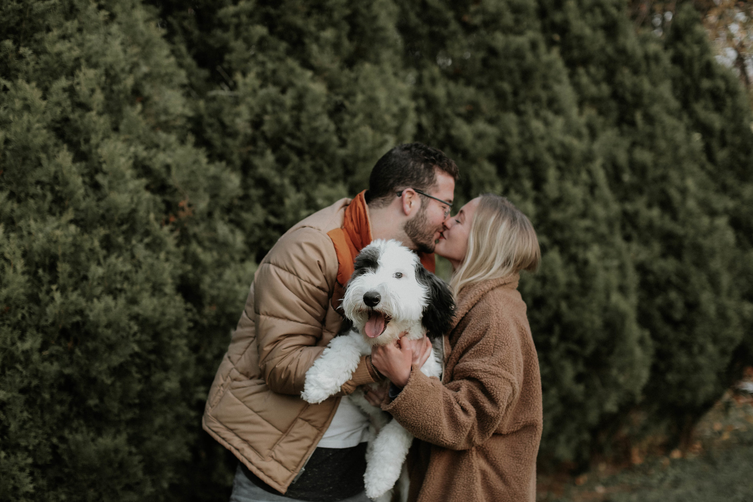 sheepadoodle2.jpg