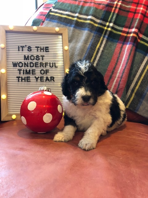 christmasbernedoodle.jpg