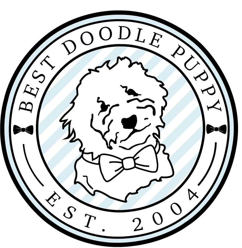  Best Doodle Puppy