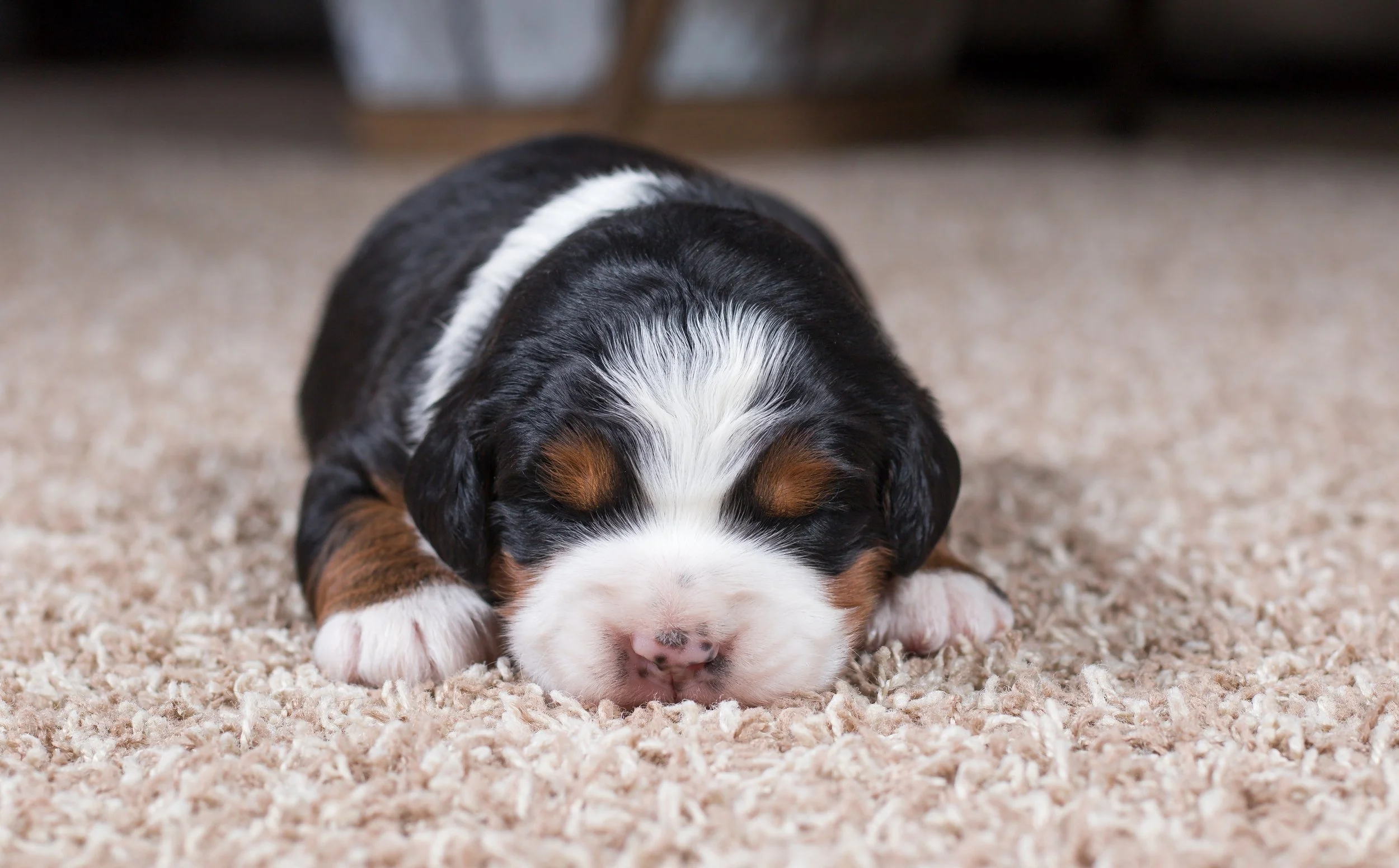 shutterstock_2120152007 (1).jpg