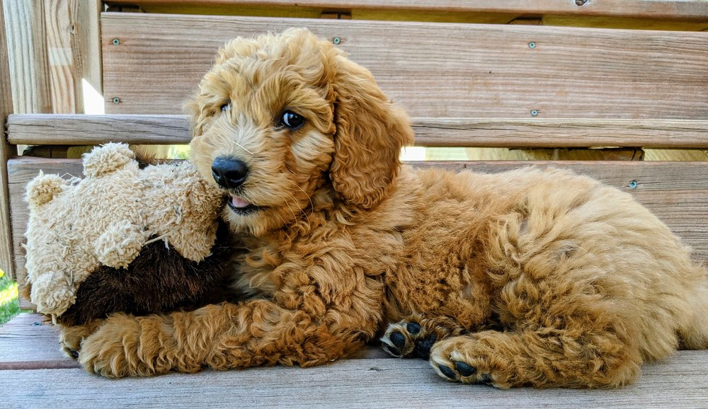 Premier Doodle Breeder | Best Doodle Puppy