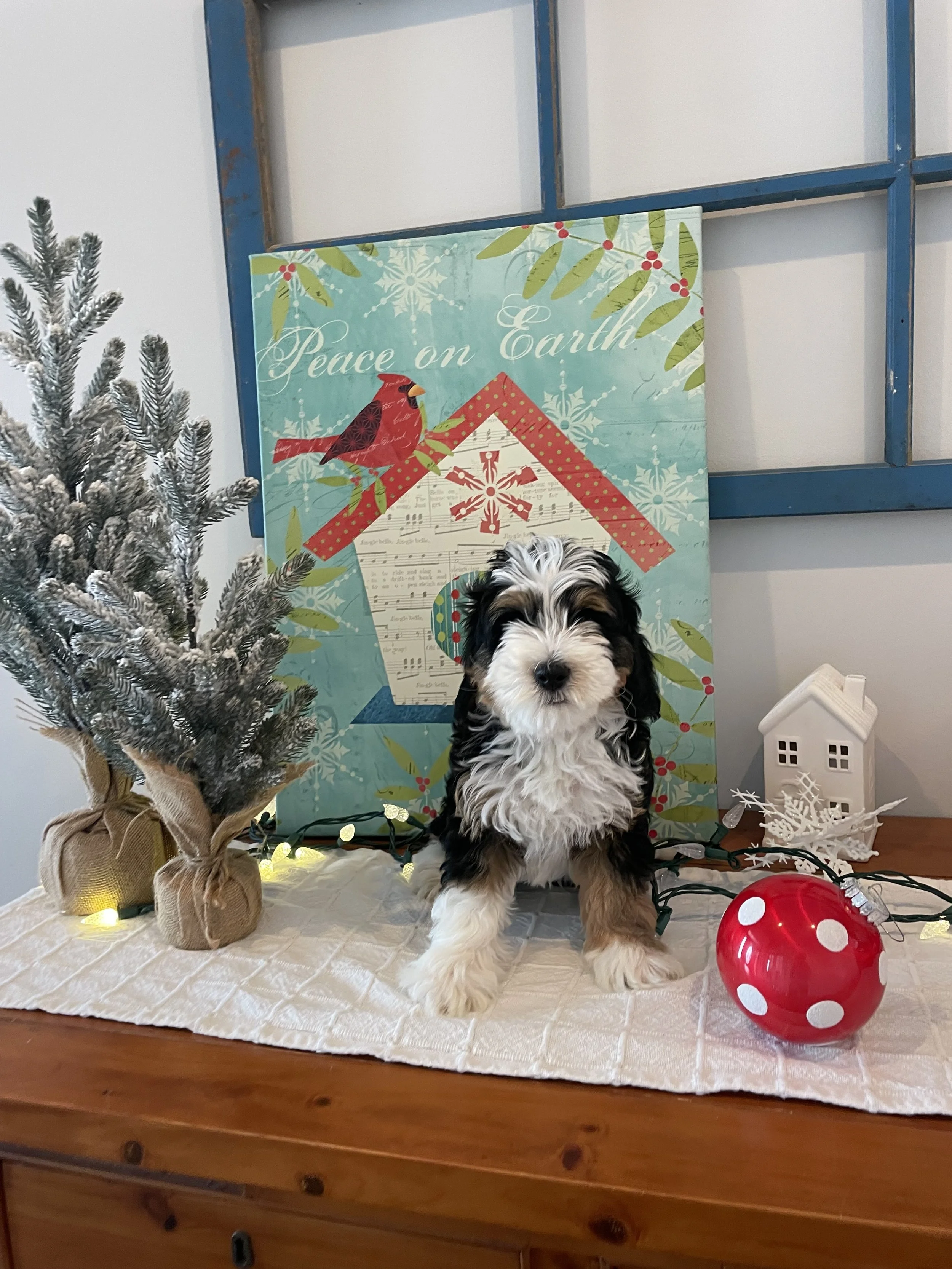 Seth: $3500: Reserved